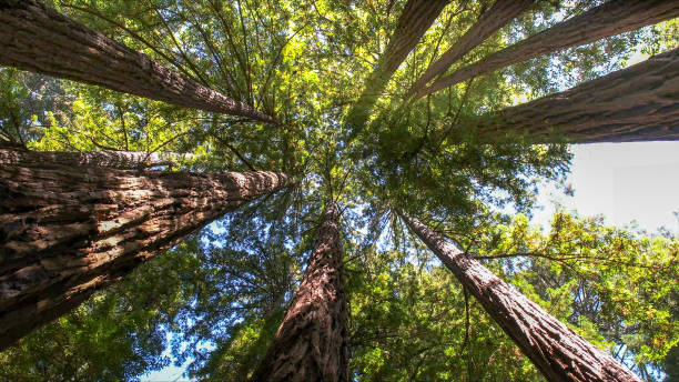 How Our Tree Care Process Works  in Goose Creek Village, VA